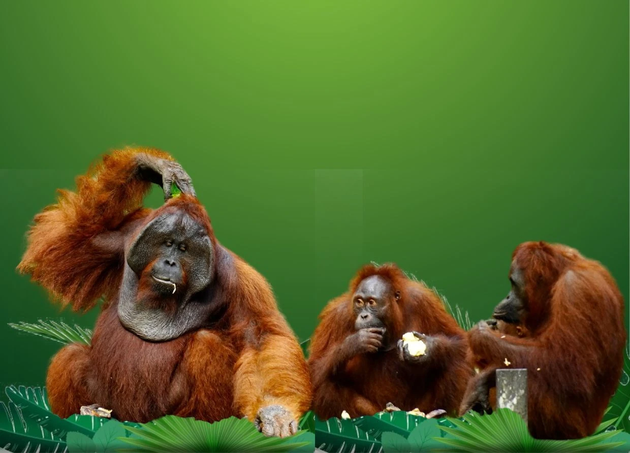 WHY EUROPEANS FLY 13,000 KM TO A BORNEO RAINFOREST AND WHAT INDONESIANS KEEP FORGETTING