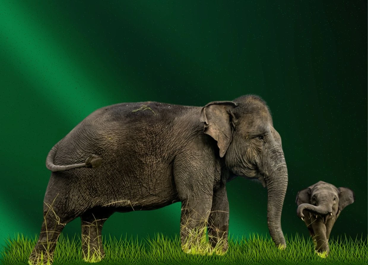 A 123-KILOGRAM BABY SUMATRAN ELEPHANT WAS JUST BORN 