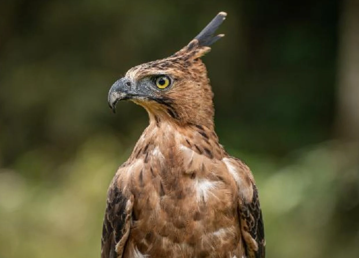 ELANG JAWA SRAK 2026-2036: THE BIRD ON INDONESIA'S COAT OF ARMS IS RUNNING OUT OF TIME 