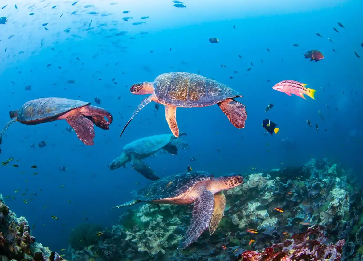 NOVOTEL PARTNERS WITH WWF TO CHAMPION OCEAN CONSERVATION