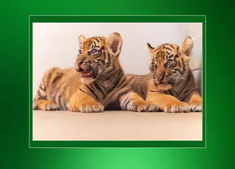 SUMATRAN TIGER CUBS BORN IN TEXAS: MEET BARANI AND MALU