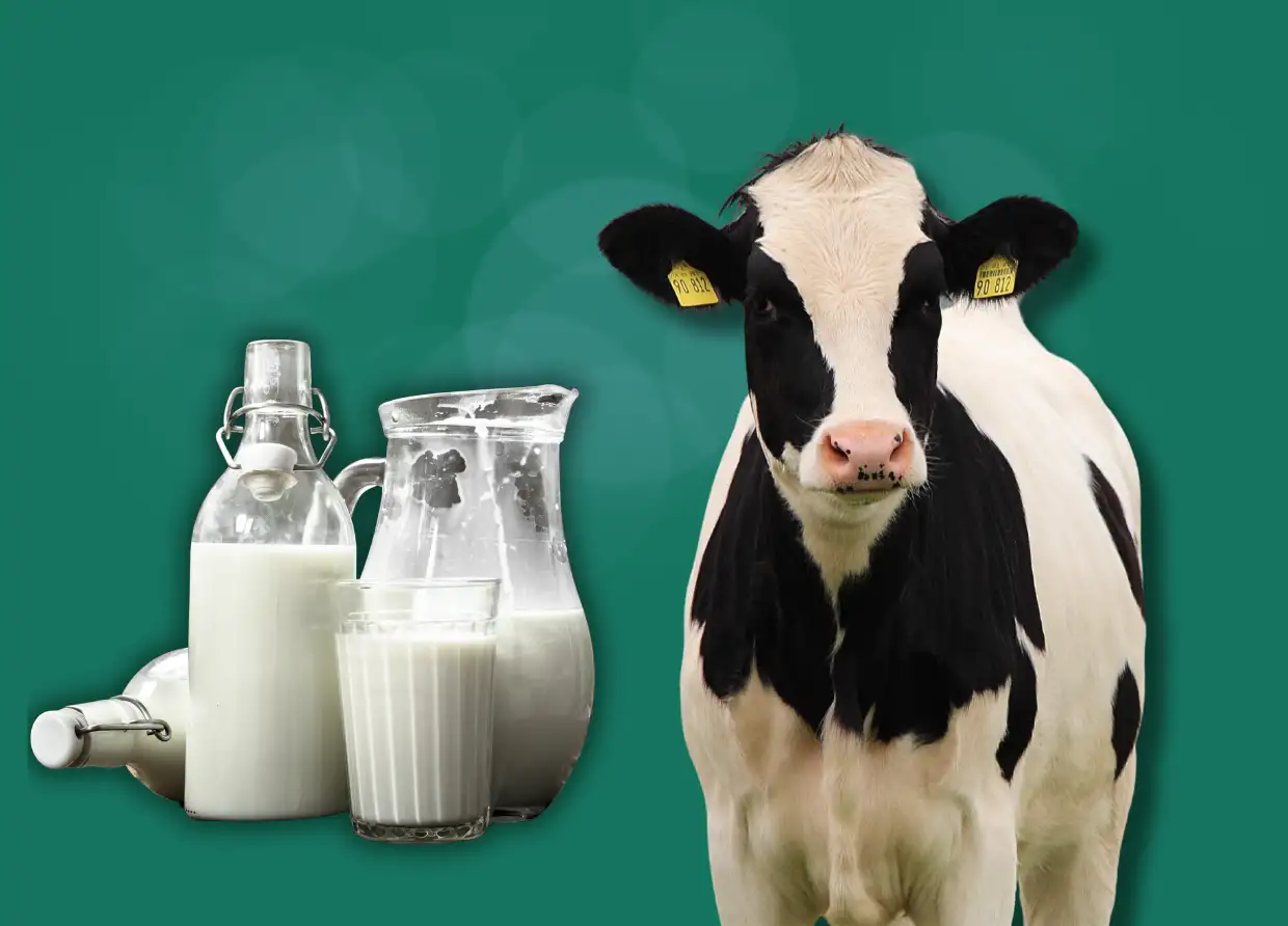 BOVINE COLOSTRUM SUPPLEMENTS: THE RISE OF “LIQUID GOLD” AND WHAT THE SCIENCE SAYS